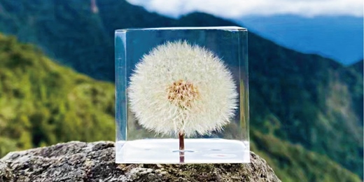 event-banner-夢天涯 蒲公英冰磚-蒲公英植物標本 課程