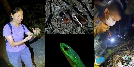 event-banner-【沉浸式生態體驗-夜間】7/4(六) 福州山公園_飛鼠尋寶趣