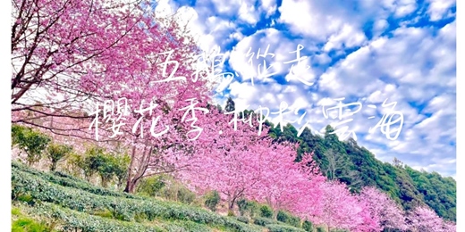 event-banner-【櫻花季.雲海.柳杉林】新竹小百岳．鵝公髻山┃山行旅