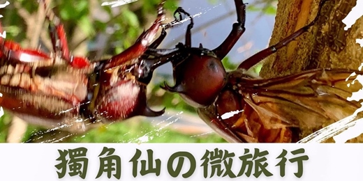 event-banner-2026《獨角仙の微旅行》甲蟲生態夏令營