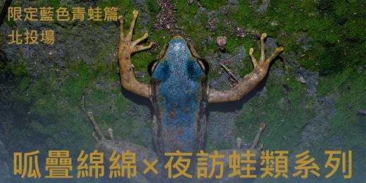 event-banner-【大人10、11月場】呱疊綿綿 — 夜訪蛙類系列 北投場 | 限定藍色的青蛙篇