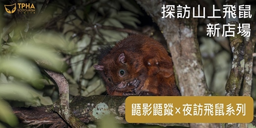 event-banner-【大人10、11月場】鼯影鼯蹤 — 夜訪飛鼠系列 新店場｜山上的飛鼠篇