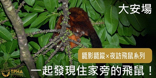 event-banner-【大人10、11月場】鼯影鼯蹤 — 夜訪飛鼠系列 大安場 | 住家旁的飛鼠篇