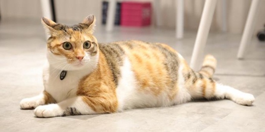 event-banner-台日国際文化交流会｜猫カフェ｜毎週日曜日夜｜毎週日晚上｜言語交換｜パーティー｜ボードゲーム｜活動｜イベント｜日本語｜中国語｜台北｜台湾｜