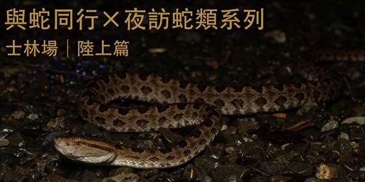 event-banner-【大人10、11月場】與蛇同行 — 夜訪蛇類系列 士林場 | 陸上篇
