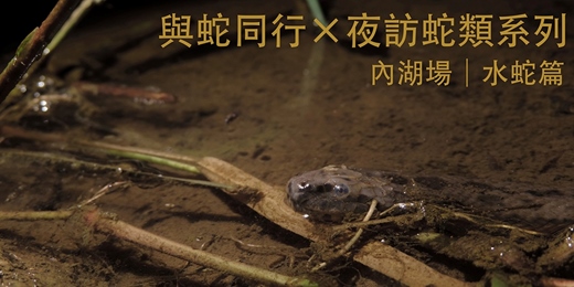 event-banner-【大人10、11月場】與蛇同行 — 夜訪蛇類系列 內湖場 | 水裡篇