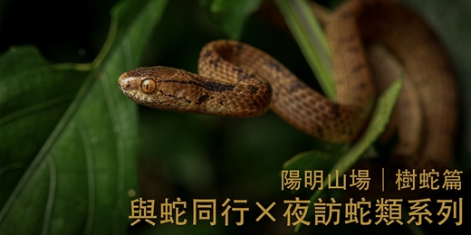 event-banner-【大人10、11月場】與蛇同行 — 夜訪蛇類系列 陽明山場 | 樹蛇篇