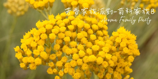 event-banner-【芳香家族派對 Aroma Family Party～菊科家族B】－單堂體驗/週二週五假日場次/線上回放~芳療 香草 氣味練習