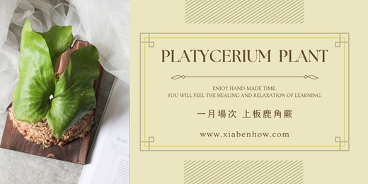 event-banner-【台北一月場次】下班隨手作 ‖ 手作課程-上板鹿角蕨