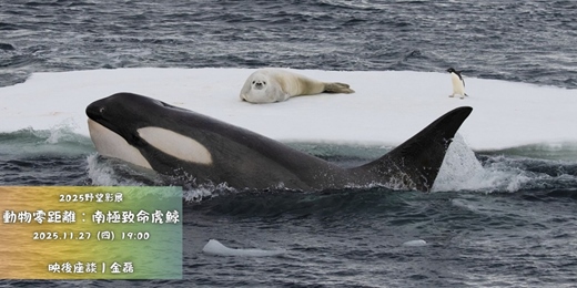 event-banner-花蓮鐵道電影院|11月 ▸▸ 小孩才做選擇 ▸▸ 野望影展・11/27 動物零距離:南極虎鯨巨浪