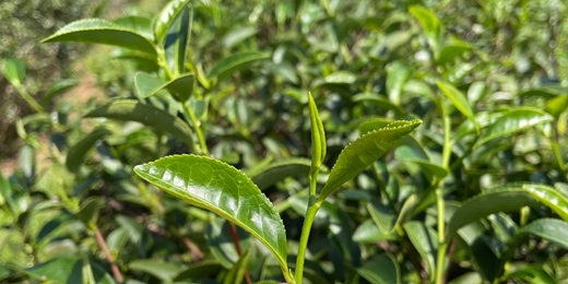 event-banner-【蘭博家族來帶路】✿ 品味宜蘭風土 • 茶之味篇 𖠚