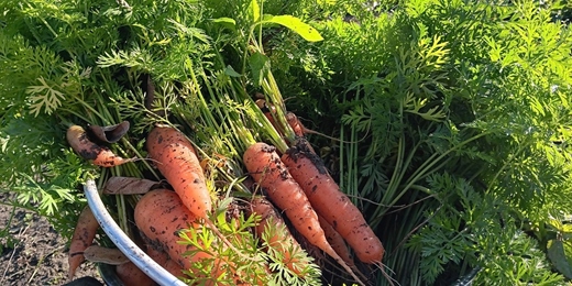 event-banner-ㄏㄨㄟˋ吃的小漬孩｜12&1月：紅蘿蔔自然農