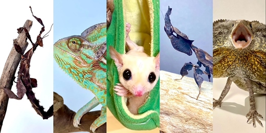 event-banner-自然的奇幻世界系列～丸子蟲老師來了