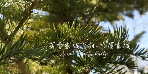 event-banner-【芳香家族派對 Aroma Family Party~杉屬家族】-單堂體驗/週五假日場次/線上回放~芳療 香草 氣味練習