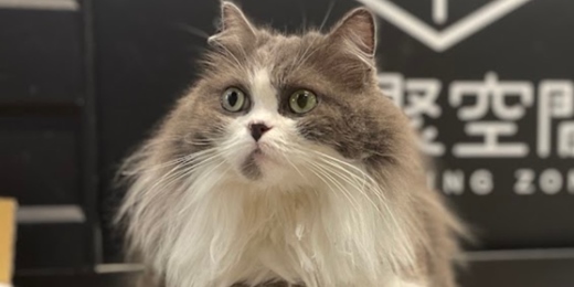 event-banner-Cat Cafe Language Exchange & Social Game Party 台湾台北国際交流会 イベント 猫カフェ 🎀 Ladies Night 🎀