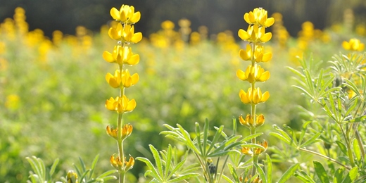 event-banner-魯冰花小旅行