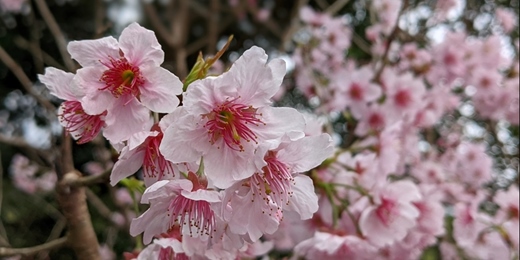 event-banner-故宮後山狗殷勤古道11公里 0208