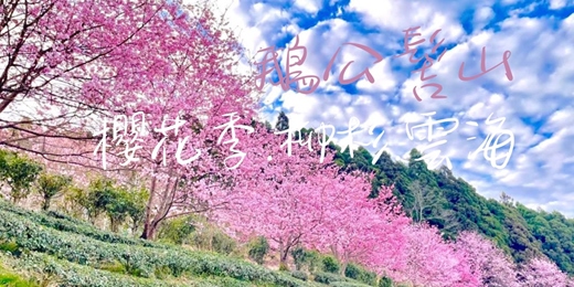 event-banner-【櫻花季.雲海.柳杉林】新竹小百岳．鵝公髻山┃山行旅