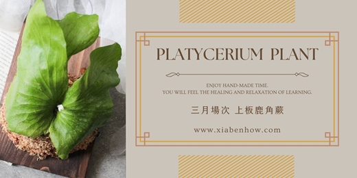 event-banner-【台北三月場次】下班隨手作 ‖ 手作課程-上板鹿角蕨