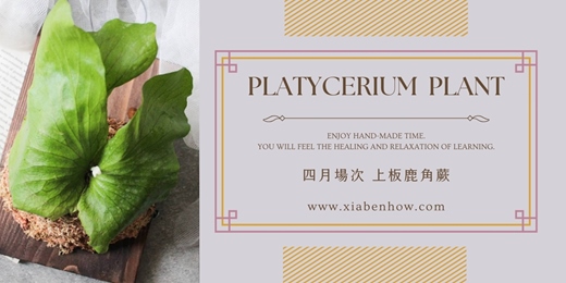 event-banner-【台北四月場次】下班隨手作 ‖ 手作課程-上板鹿角蕨