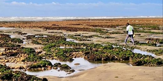 event-banner-2/28 (六) 🦀【千年之戀】千年藻礁探索趣｜學習海洋保育