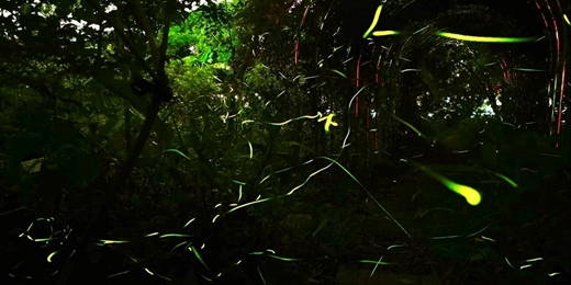 event-banner-醫澤園螢火蟲夜觀