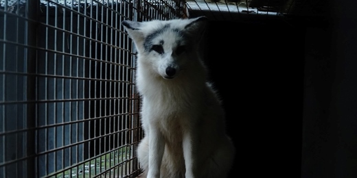 event-banner-告別皮草，改寫時尚— 皮草真相與辨識指南