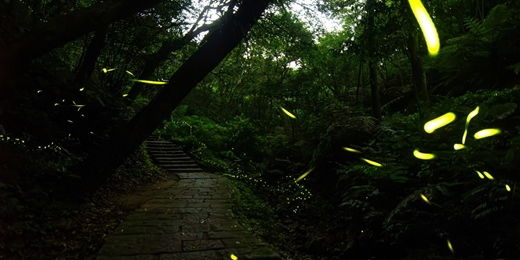 event-banner-野孩調查趣：螢光森林（台北場）