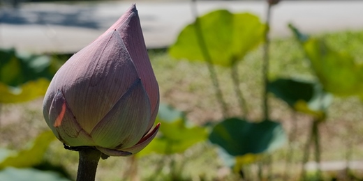 event-banner-如何拍花