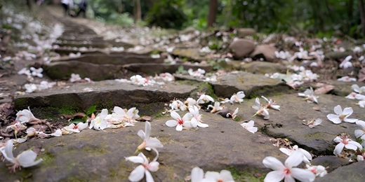 event-banner-桐花小旅行_第二波段4/23~28