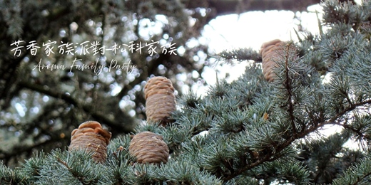event-banner-【芳香家族派對 Aroma Family Party～松科家族】－單堂體驗/週五假日場次/線上回放~芳療 香草 氣味練習