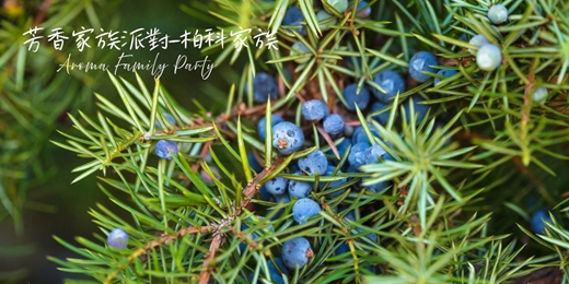 event-banner-【芳香家族派對 Aroma Family Party～柏科家族】－單堂體驗/週五假日場次/線上回放~芳療 香草 氣味練習