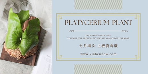 event-banner-【台北七月場次】下班隨手作 ‖ 手作課程-上板鹿角蕨