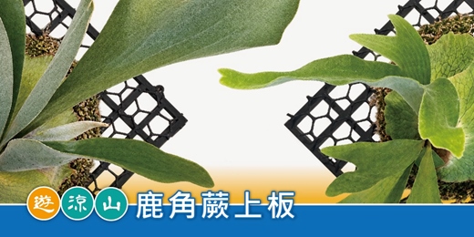 event-banner-遊涼山.手作趣|鹿角蕨上板