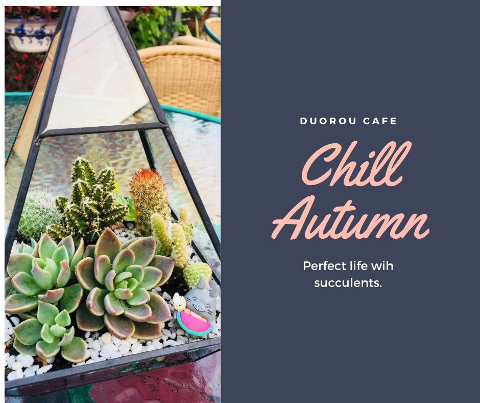 涼秋 多肉組盆diy Chill Autumn Accupass 活動通