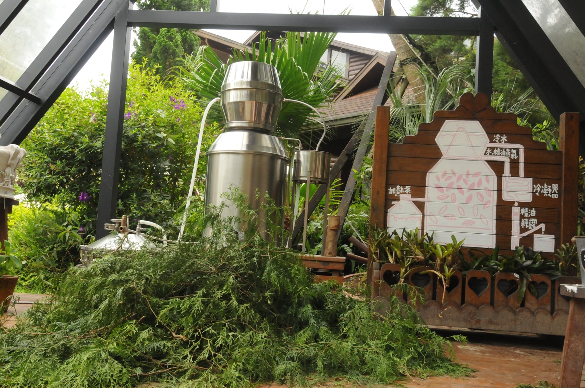 安妮公主花園-DIY體驗(澳洲茶樹萃取純露)