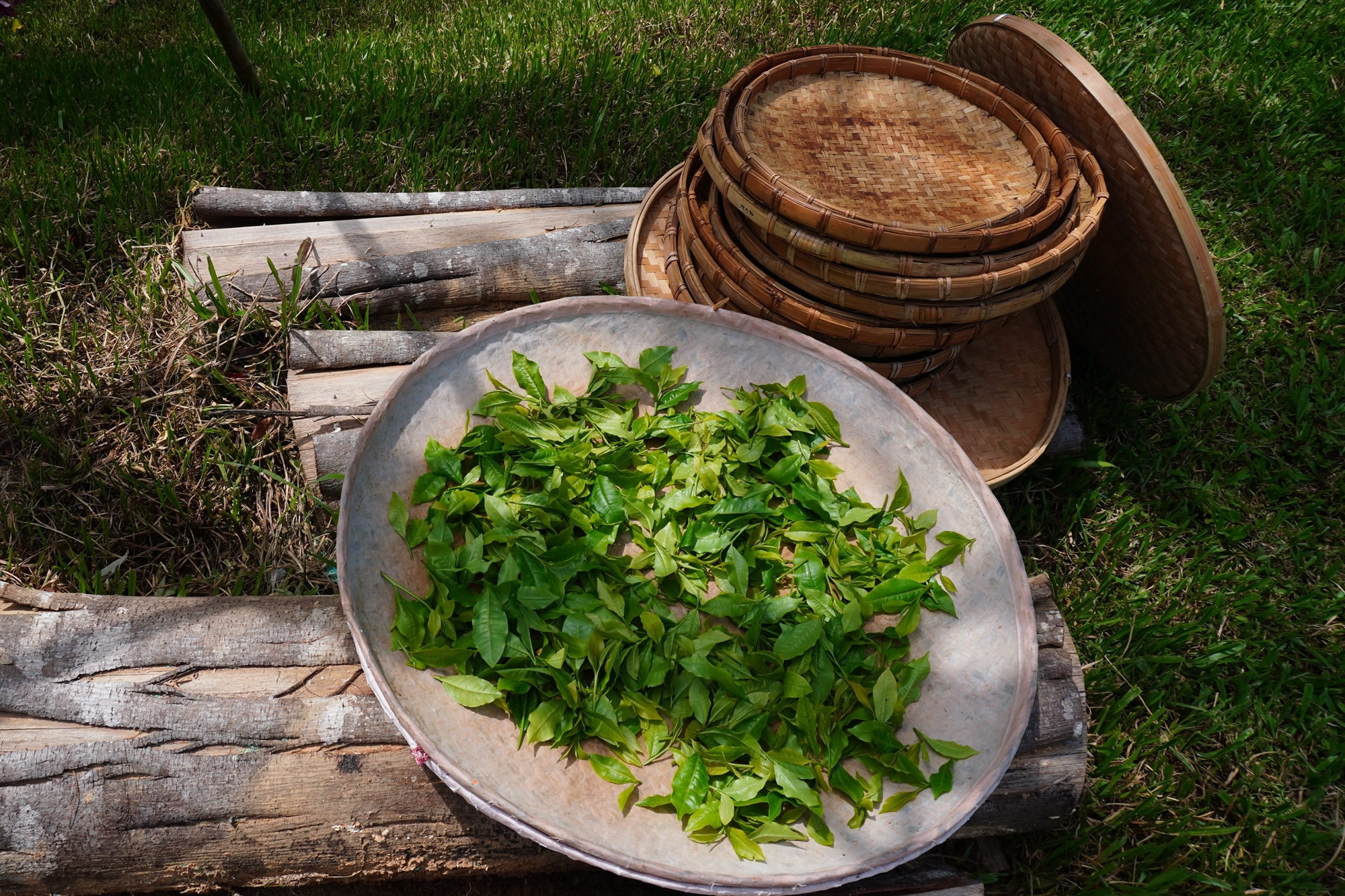 森形埔里農莊- 茶品園區 採茶體驗