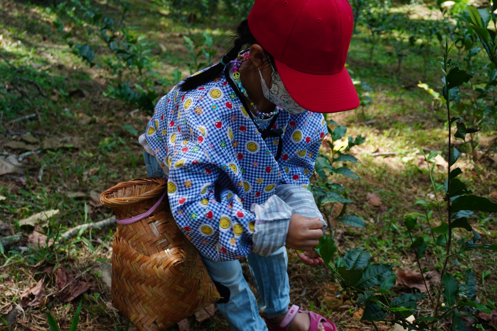 森形埔里農莊- 茶園茶葉製作體驗