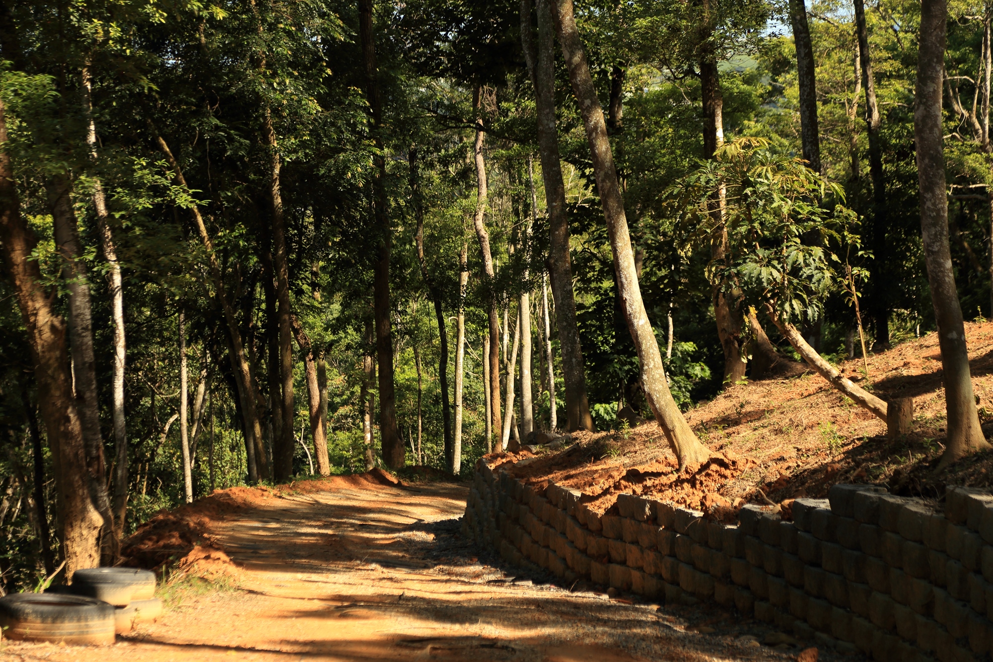 南投-森形埔里農莊- 茶品園區_林間步道_健行