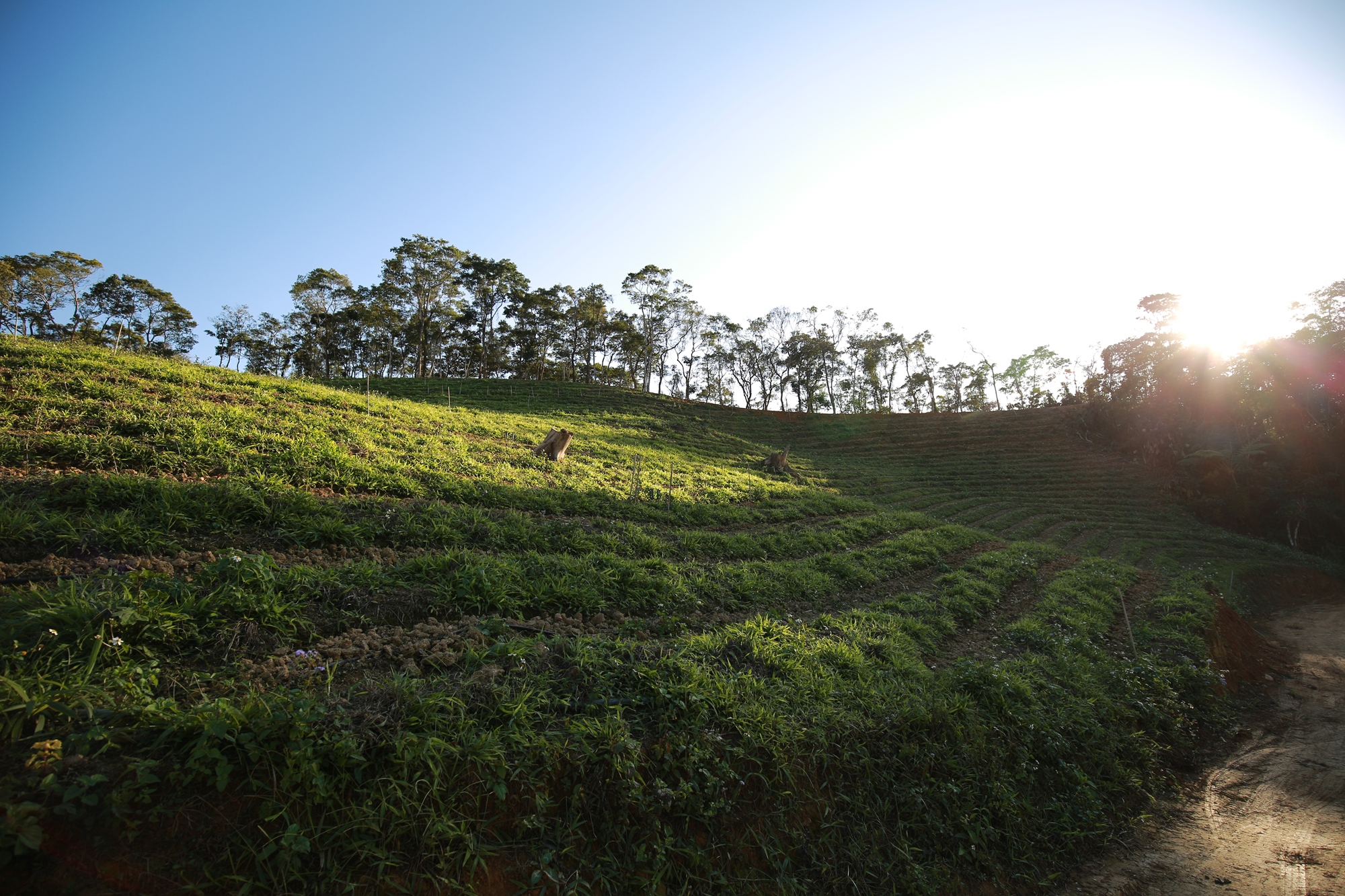 南投-森形埔里農莊- 茶品園區_農莊風情