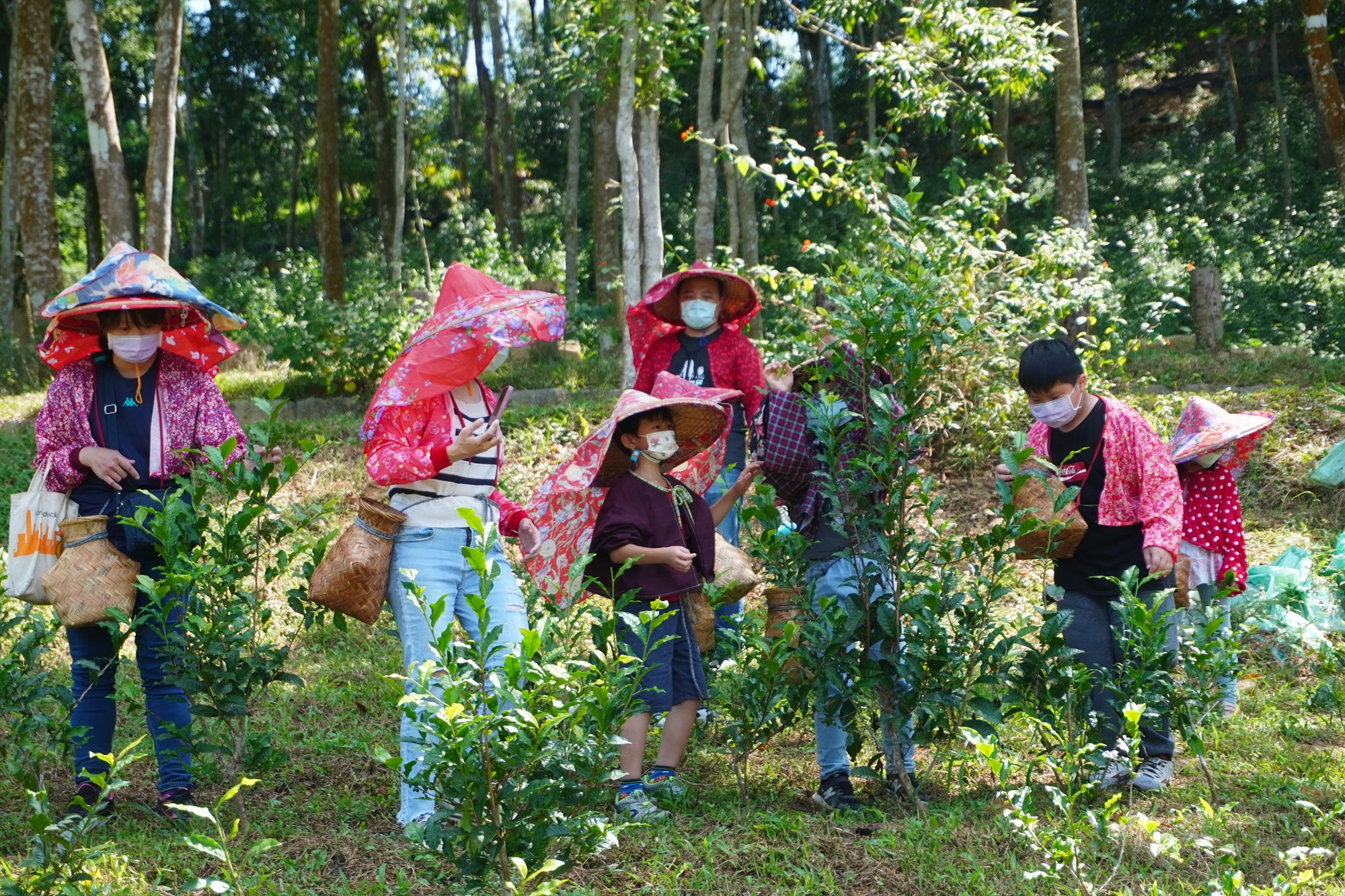 森形埔里農莊- 茶品園區 採茶體驗-茶葉製作體驗