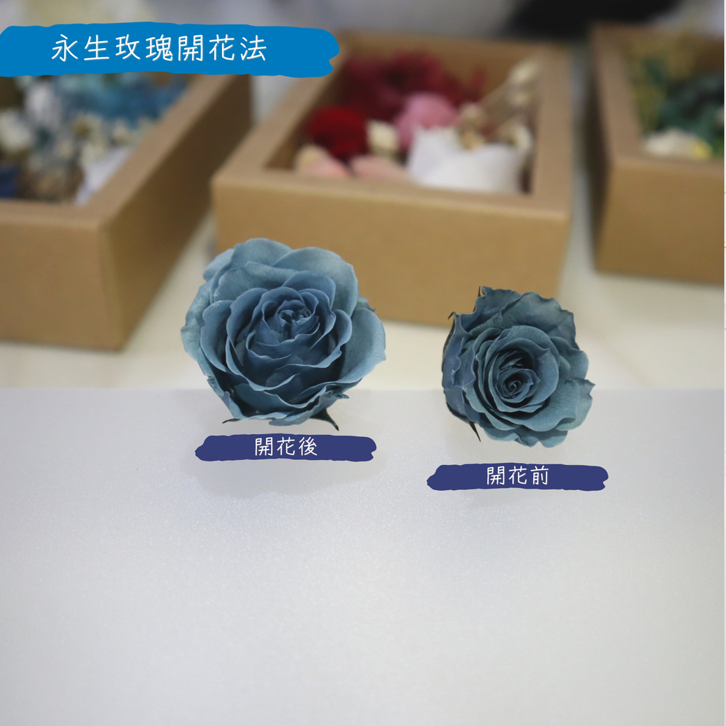 永生玫瑰開花法