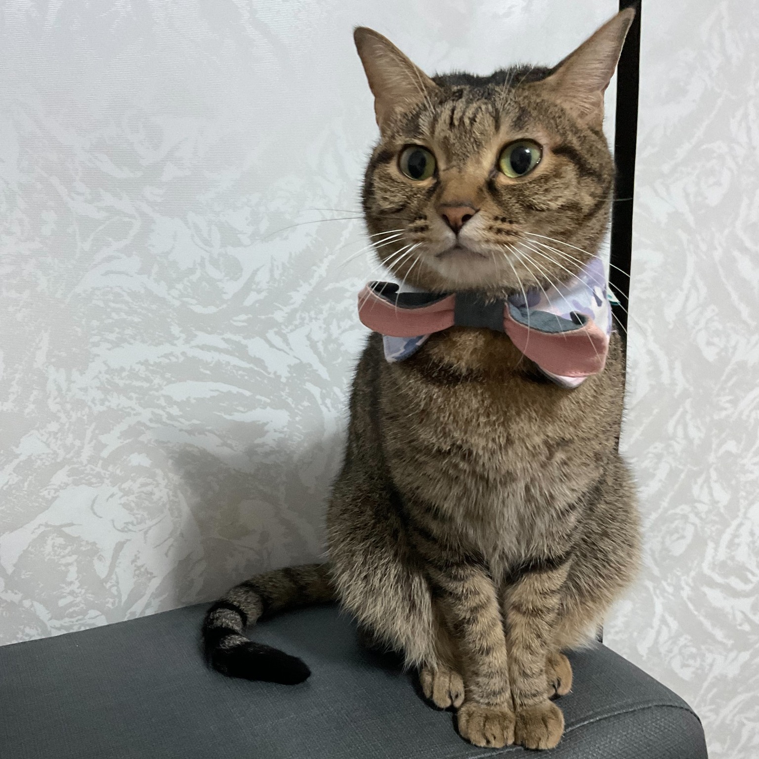 好日市集｜春櫻蕩漾