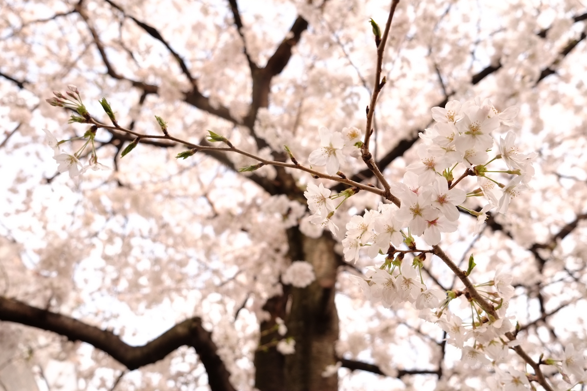 papillondoux_調香＿櫻花初戀香