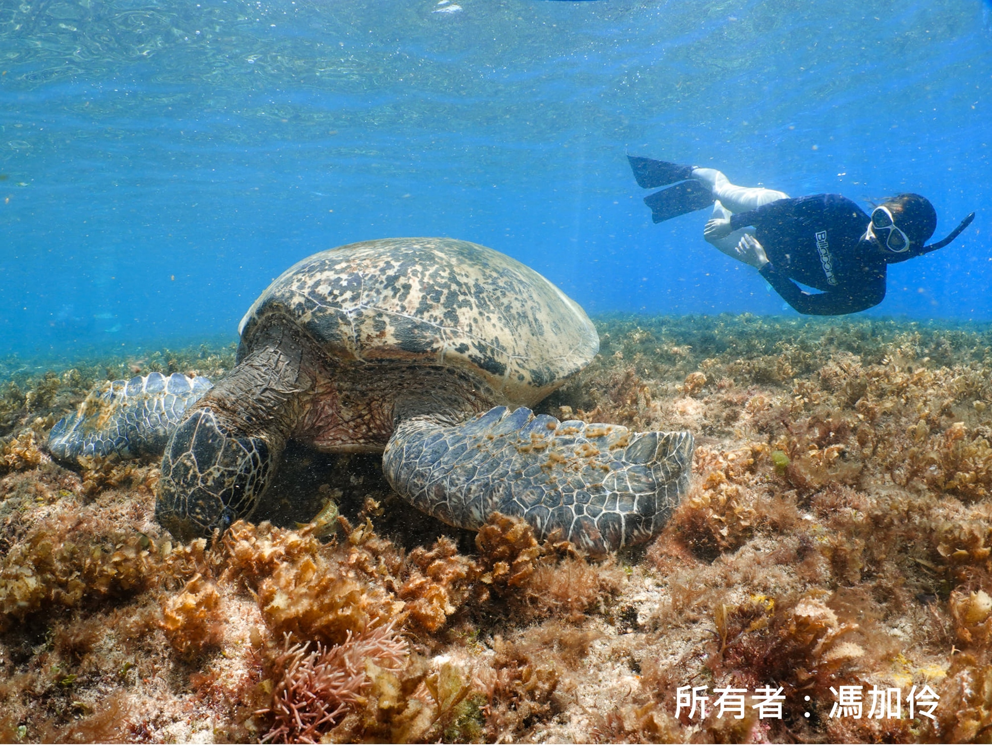 浮潛遇到海龜
