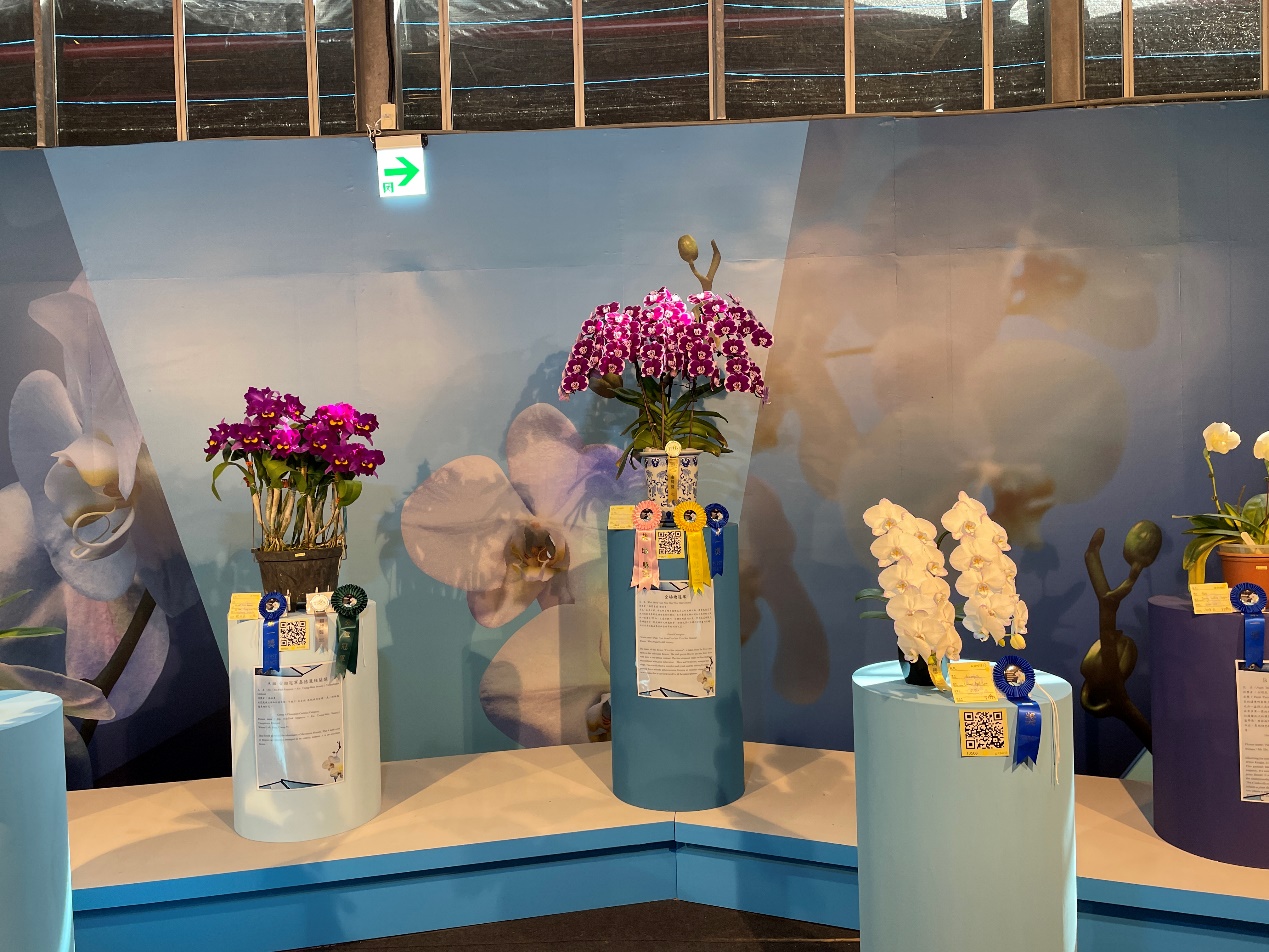蘭花展、展覽、策展、花卉、蘭花、台南必玩
