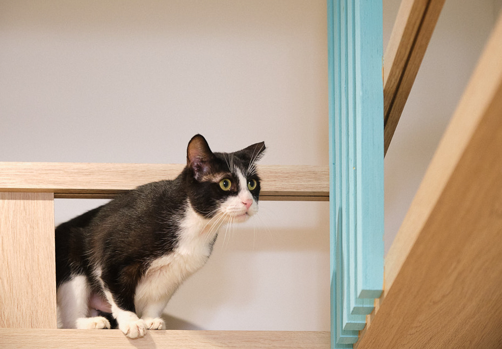 Vesta x 拼圖喵可愛貓貓