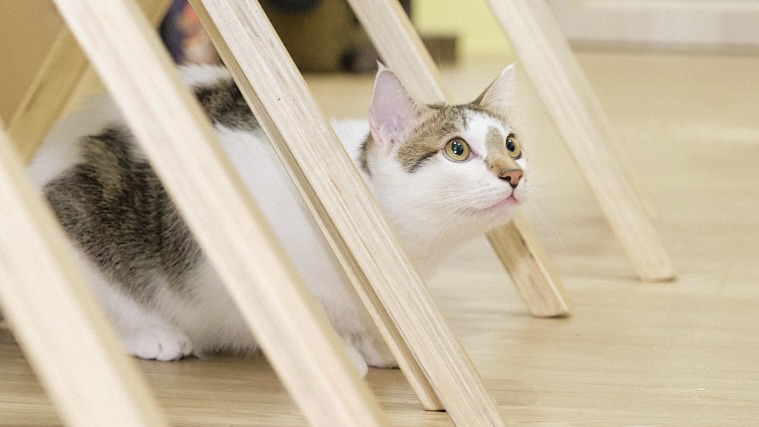 Vesta x 拼圖喵 可愛貓貓