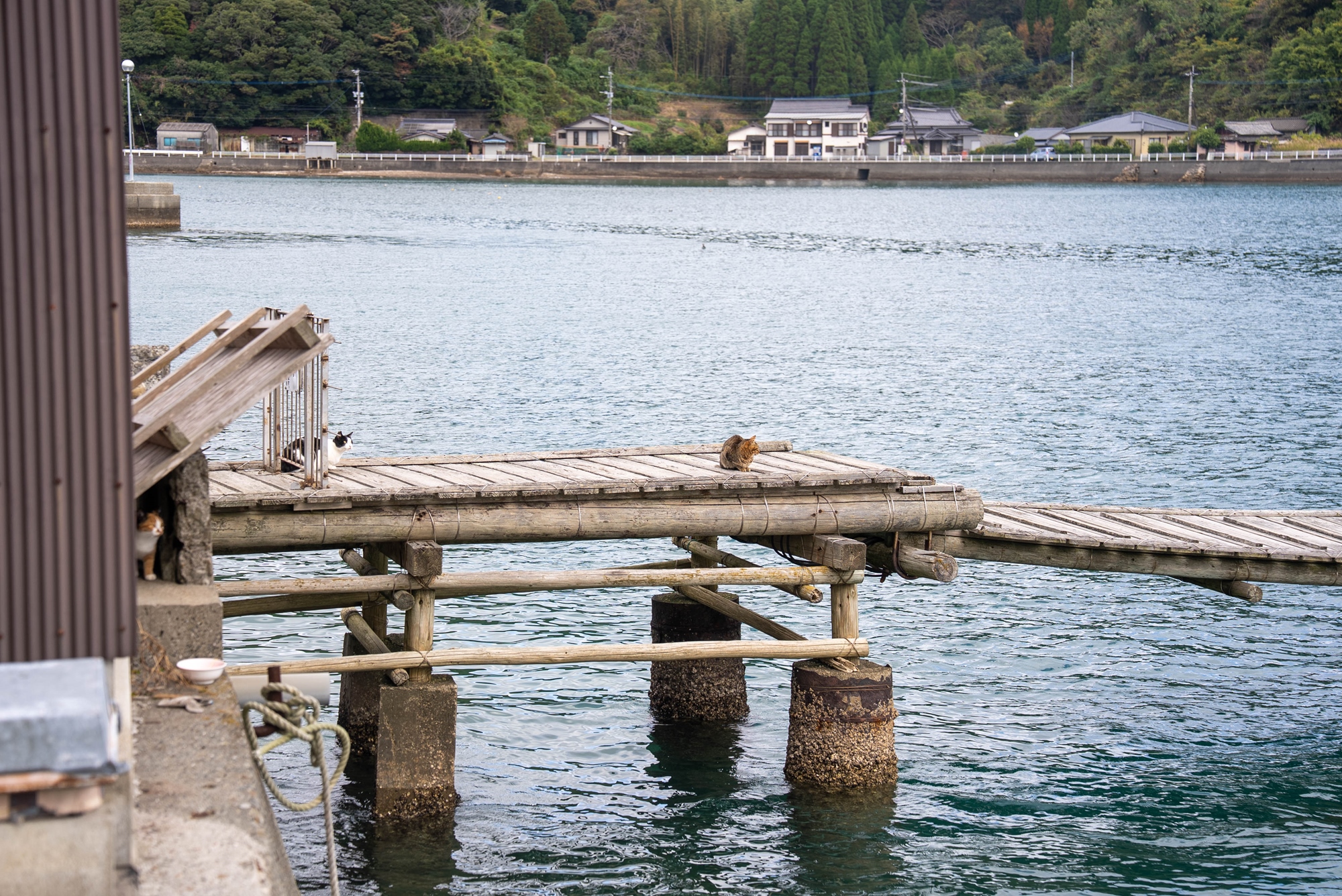 天草市，有很多的貓咪一起在島上生活