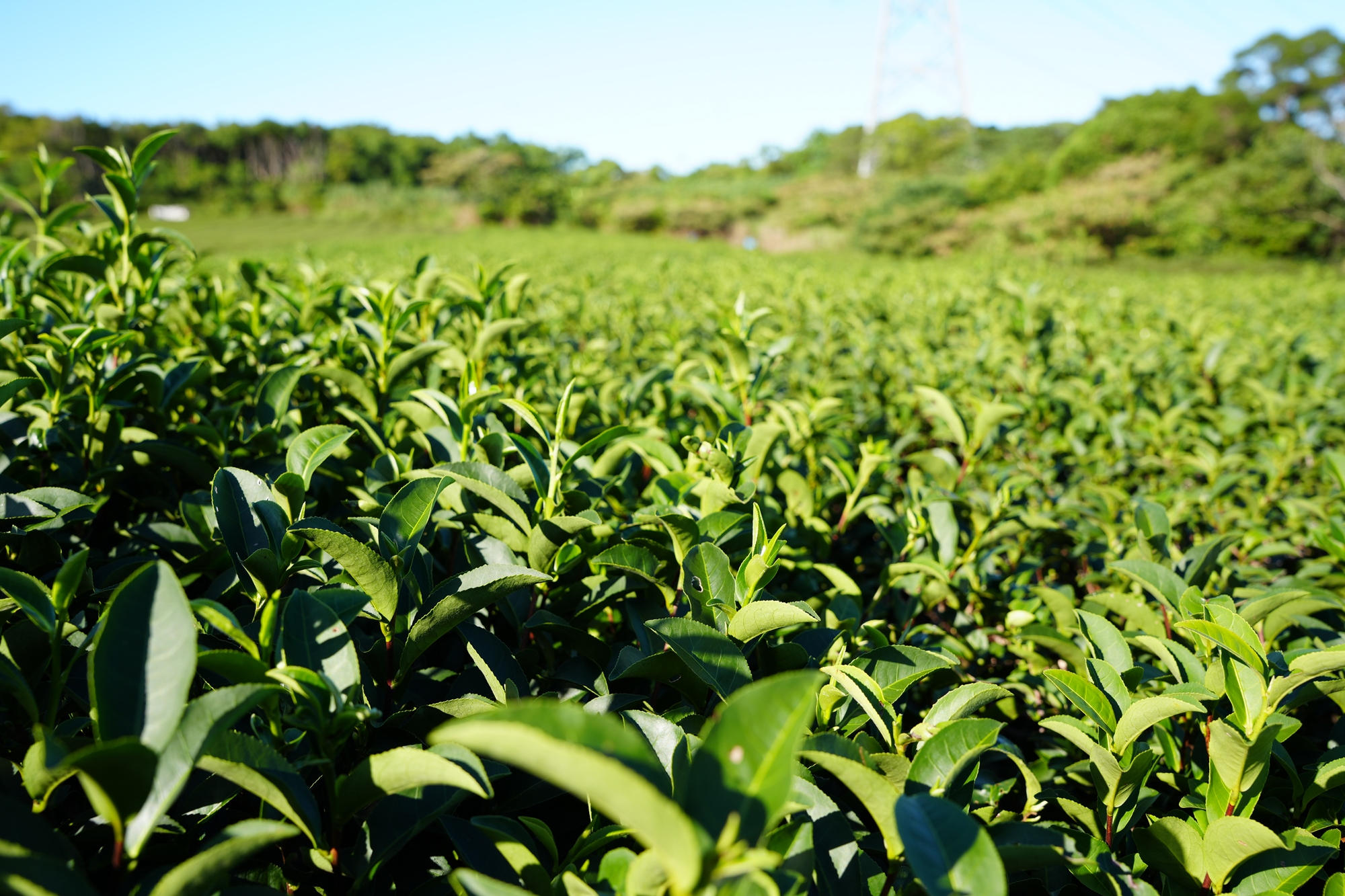 採茶體驗